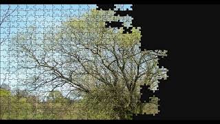 Salix Alba Tree Puzzle Time Lapse 500pcs [upl. by Adalbert284]