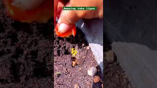 Tomatoes 🍅🍅🍅growing timelapse viral short tomatoes plants timelapse shorts [upl. by Saoj144]