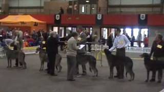 Scottish Deerhounds Scottish breeds Show 2007 [upl. by Narad]