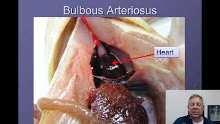 Ichthyology Lecture 04  Internal Anatomy [upl. by Branch834]