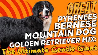 Great Pyrenees Bernese Mountain Dog Golden Retriever Mix The Ultimate Gentle Giant🐾 [upl. by Ybor]