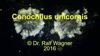 The Rotifer Conochilus unicornis [upl. by Niriam]