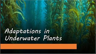 Amazing Under Water Plants  Aquatic Plants [upl. by Grube]