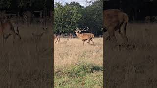 Richmond park London stag deer ruttingseason [upl. by Ettenig]