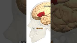 Types Of Aphasia Explained Aphasia Brain Neurology [upl. by Erasaec]