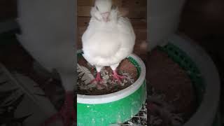 pigeon birds automobile kabootar eagles pigeontraining trendingreels pet kolkatalovebirds [upl. by Creight]