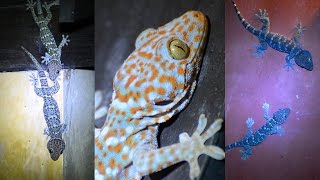 Wild Tokay Gecko Facts amp Mating call sound [upl. by Cigam]