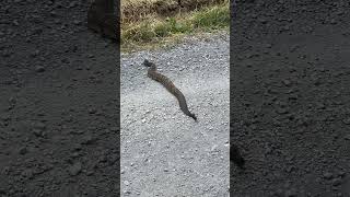 Rattlesnake In The Road 🐍youtubeshorts wildlife nature [upl. by Aicnorev]