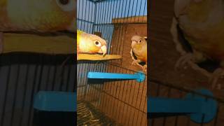 Red Factor Pineapple Conure breeder pair zulfimughal1 zulfiqaralimughal [upl. by Beesley]