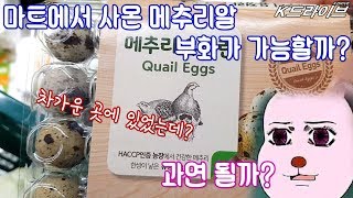 마트에서 사온 메추리알 부화가 가능할까  K드라이브 3주 프로젝트 [upl. by Hound]