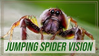 How Jumping Spiders see The Amazing World of Spider Vision  Shes Got Legs [upl. by Alya591]