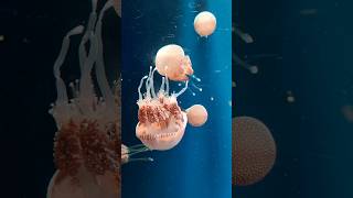 Rhizostome Jellyfish fish jellyfish shorts animals viralvideo beautifulJellyfish [upl. by Schaffel]