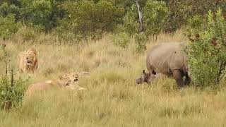 Brave Rhino Calf Fights Back in Battle of Survival against Pride of Lions [upl. by Schreibe]