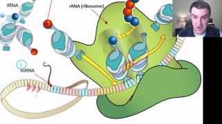 RNA translation [upl. by Erdnua]