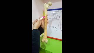 FEMUR  ATTACHMENTS BY DR MITESH DAVE [upl. by Zippora]