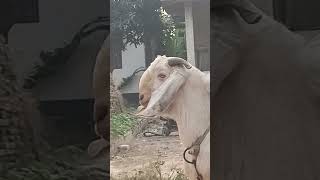 Bakra laray bado badi song bakra song bakra funny shorts video [upl. by Lydia]