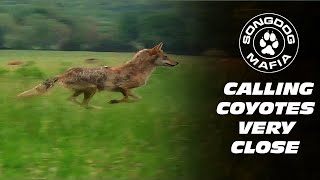 COYOTE CALLS  HUNTING WITH PREDATOR CALLS  COYOTE HUNTING  SECOND CHANCE [upl. by Darrej]