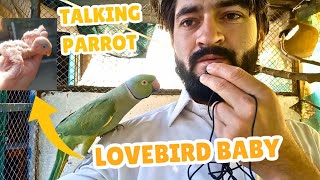 Breeding Setup  LoveBird Setup  Ringneck Life [upl. by Modern330]