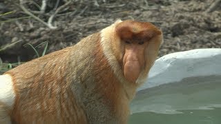 Proboscis Monkeys Borneo [upl. by Purdy]