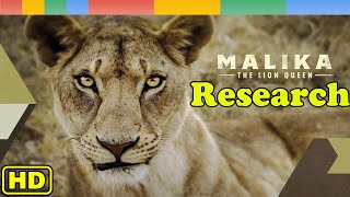 Lion Story Research Malika of The Lion Queen  Nat Geo Wild Documentary Nature HD [upl. by Rudman]