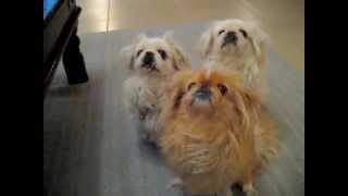 Pekingese dogs waiting for a snack [upl. by Arahahs]