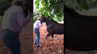 Funny horsefunny horse short shortsvideos funnyanimal [upl. by Skantze]