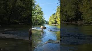 River Monster of the Olentangy [upl. by Roxy]