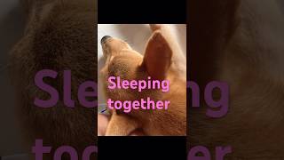 Sleeping together shiba puppy doglover [upl. by Emmalee28]