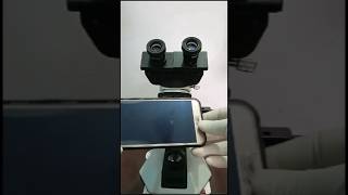 Under microscope 🔬 microscope ytshorts shorts viralvideo mobilecover [upl. by Orel]