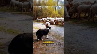 ¡Border Collie vs Lobos bordercollie vs lobos animalessalvajes [upl. by Notnil762]