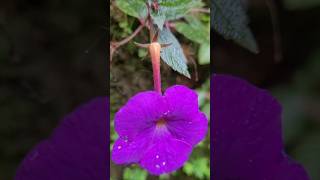 achimenes plant kerala garden garden ideas trendingshorts youtubeshorts  shorts feed [upl. by Ayram862]