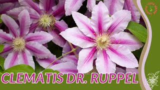 CLEMATIS DR RUPPEL Information amp Growing Tips [upl. by Sato632]