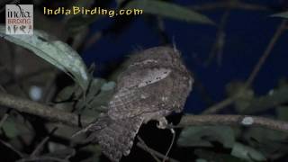 Bangalore Birding  Ceylon Frogmouth  India Bird Watching [upl. by Lamek417]