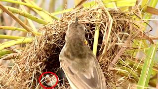 The Nest of Bird nea lake  Nest Bird Made on Grass After Mother bird Feeding Babies bird [upl. by Cesare]