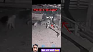 Dog ko sher uta le gya 😮😮 dog wolf animals wolfe funny dogtanian doggys superdog dogsworl [upl. by Kehr]