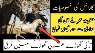 Karayel Horse Biography in Urdu  Karayel Horse in kurulus Osman History karayel [upl. by Koal]