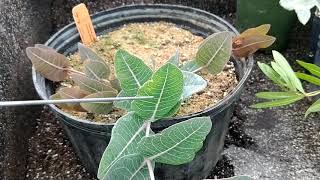 Milkweeds a look at 20 different species of Asclepias [upl. by Auqenaj416]