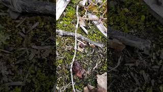 Alaska Gyromitra esculenta the false morel mushroom [upl. by Oiramat]