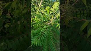 Staghorn Sumac Live [upl. by Beutler832]