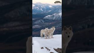 Snow White Wolf Family With Cubs  A Rare and Magical Moment in the Wild wolf cuteanimal wildlife [upl. by Nikola]