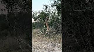 Leopard Mother Pulls Cub Down from Tree [upl. by Sirovaj]