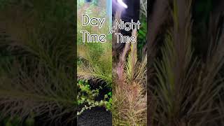 planted aquarium Day time 🆚 Night time  rotala wallichii [upl. by Martyn]