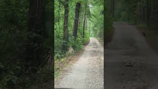 The Forest and the Crows  tree lined road [upl. by Philipson379]