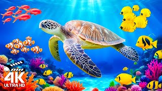 OCEAN LIFE 4K 60FPS  Majestic Marine Life amp Ocean Animals Reduce Anxiety Stress [upl. by Aid]