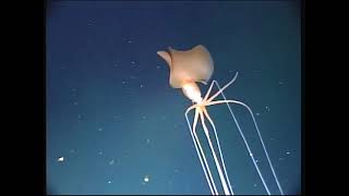 Bigfin Squid Up Close  Magnapinna from 2017 [upl. by Dominick]