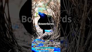 Fascinating bowerbird 🐦 shorts ytshorts [upl. by Catrina]