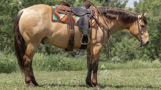 Sonic 2019 Buckskin AQHA Gelding by Haidas Lil Gun [upl. by Johny]