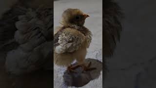 Blue Laced Red Wyandotte chicks chicks Wyandotte breeding youtubeshorts breeding [upl. by Nodnart311]