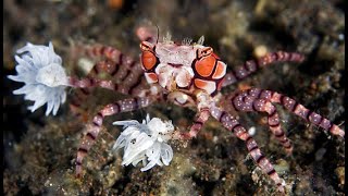 Saltwater Pom Pom Crab In a Mixed Reef Tank  Aquarium [upl. by Saudra356]