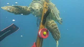 SEA TURTLE ATTACKS DIVERS [upl. by Adrea]